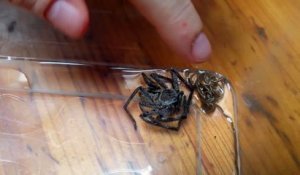 Ce qui sort de cette araignée est monstrueux : ver parasite