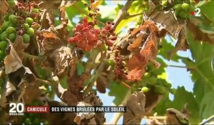 Canicule : des vignes brûlées par le soleil dans l'Hérault et le Gard