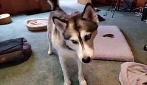 Un husky pas content de s'être fait piquer son jouet par un basset