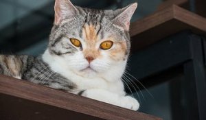 Les races de chats qui ont le moins de problèmes de santé