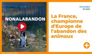 La France, championne d'Europe de l'abandon des animaux