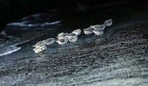 Des bécasseaux sanderlings courent après les vagues (Japon)