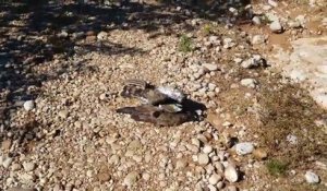 Un cycliste tente de libérer un aigle piégé par un serpent