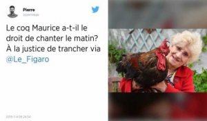 Île d’Oléron : Maurice, le coq qui chante trop fort, devant le tribunal ce jeudi