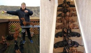 Un jeune homme a réussi à aligner ses 16 teckels par paires sur ses escaliers pour prendre une photo mémorable