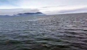 Une baleine fait un incroyable saut tout près d'un bateau de touristes
