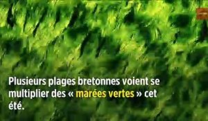 Ces algues vertes qui empoisonnent la Bretagne depuis... 1971