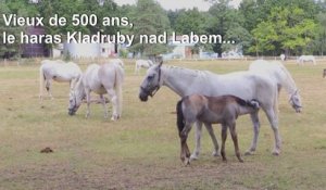 République tchèque: le Haras national de Kladruby nad Labem inscrit à l'UNESCO