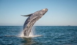 Comment les baleines sont-elles devenues des animaux géants ?