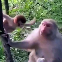 Adorable Ce Bebe Singe Adore Faire Des Calins A Sa Maman Sur Orange Videos