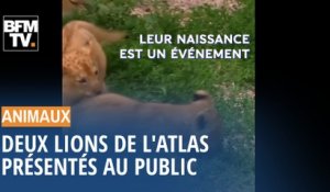 Deux bébés lions de l'Atlas ont été présentés dans un zoo de République Tchèque
