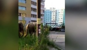 Insolite : des éléphants en pleine rue d'une ville en Sibérie