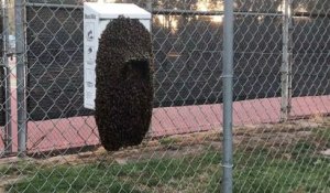 Un essaim d'abeilles se forme sur une poubelle !