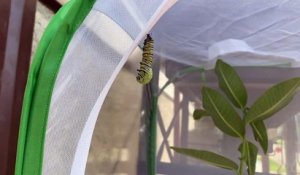 Une chenille se transforme en chrysalide