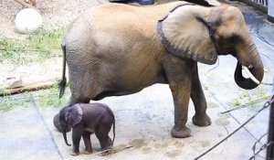 En Autriche, le zoo de Vienne a accueilli un petit nouveau