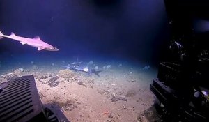 Quand le chasseur devient proie : Un mérou géant avale un requin