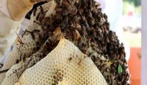 Opération délicate de sauvetage d'un essaim d'abeilles à Annecy