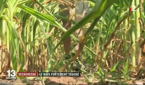 Canicule : les cultures de maïs durement touchées par la sécheresse