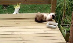 Un Corbeau Vient Embêter Ce Chien Tellement Drôle Sur