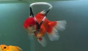 Cet homme a inventé une sorte de « fauteuil flottant » pour sauver son poisson rouge