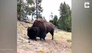 Ce bison envoie dans les airs une jeune fille en pleine nature !