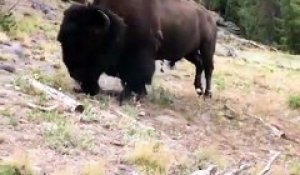 Un bison charge et envoie une petite fille