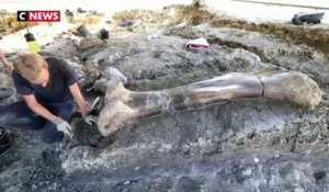 Un os de dinosaure découvert dans le sud-ouest de la France