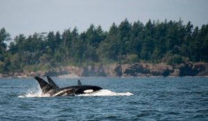 Les orques et bélugas de la “prison des baleines” bientôt relâchés en mer