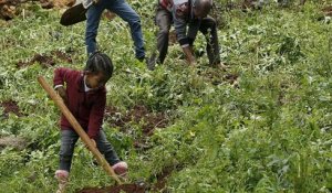 L'Éthiopie plante 350 milliards d'arbres pour lutter contre le réchauffement climatique
