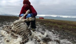 200 rennes ont été retrouvés morts de faim en Norvège à cause du réchauffement climatique