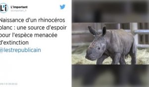 Un rhinocéros blanc est né aux Etats-Unis, une source d'espoir pour cette espèce menacée