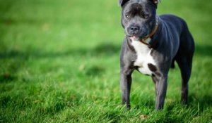 Le Staffordshire Bull Terrier : un excellent chien de compagnie