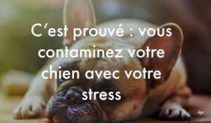 C’est prouvé : vous contaminez votre chien avec votre stress