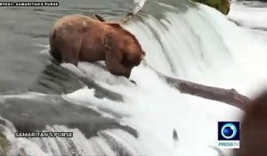 Cet ours gobe les saumons dans une cascade !