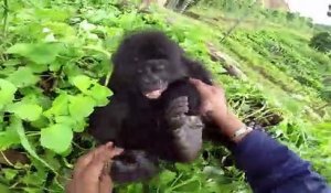 Ce bébé gorille adorable est très chatouilleux