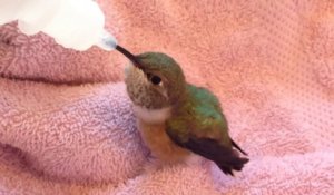 Il recueille un colibri et le nourri... Animal adorable