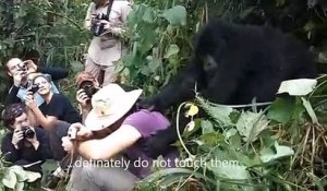 Un gorille sauvage pas si sauvage... Il veut juste un calin