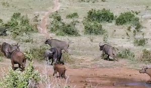 Un éléphanteau courageux fait fuire un troupeau de buffles
