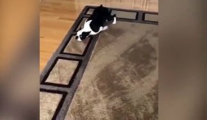 Ce Boston Terrier adore son nouveau tapis !