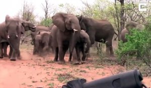 Des éléphants tentent d'intimider des touristes pendant un safari... Impressionnant