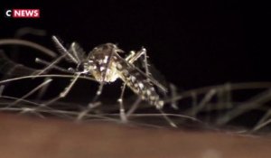 Le moustique tigre s’implante en France