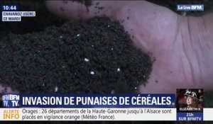 Des centaines de milliers de punaises de céréales envahissent les habitations