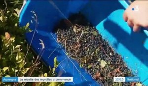 Auvergne: des récoltes juteuses en perspective