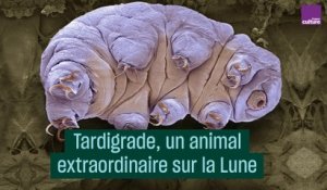 Tardigrade, un animal extraordinaire sur la Lune