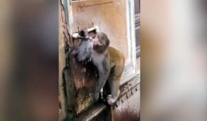 Ce singe fait bien attention à ne pas gaspiller l'eau