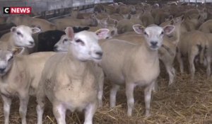 Loire-Atlantique : des éleveurs fatigués par le vol répété de leurs moutons