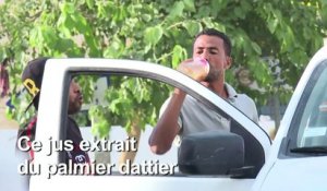 En Tunisie, les saveurs du legmi, fragile "cadeau" du palmier dattier