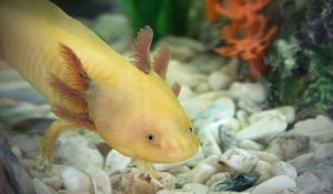L'aménagement d'un aquarium pour un axolotl