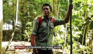 Indonésie : les orangs-outans menacés par la culture du palmier