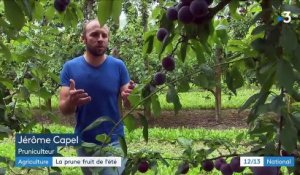 Occitanie : début de récolte pour la prune, fruit star de l'été